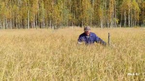 15.09.2023. Как собирают клюкву на болотах Подосиновского района. Пинюг. Кировская область.
