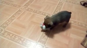 Щенок той терьера играет с игрушкой / The puppy of that terrier plays with a toy