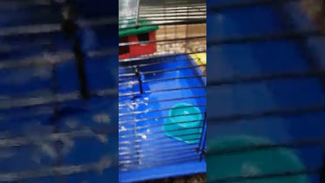 1 часть переселения хомки...! Мой хомяк хома