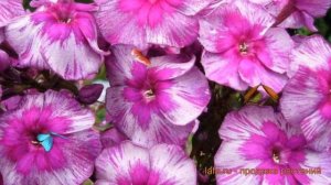 Флокс метельчатый Дракон (phlox paniculata) ? флокс Дракон обзор: как сажать саженцы флокса Дракон