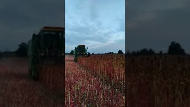 Уборка амаранта урожай 2020 John Deere 1032 смотреть онлайн