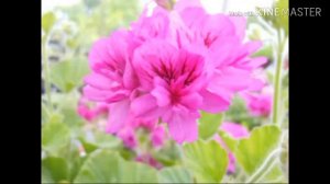 50 Geranium Flower Collections