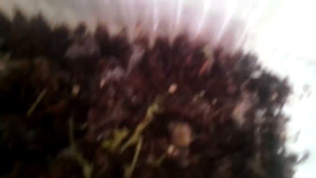 Кормление и переселение моих маленьких улиток ахатин.??? смотреть онлайн