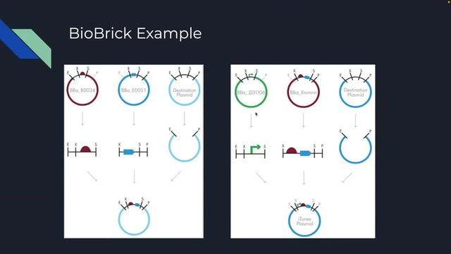 Sequence Accurate Scar Automator for SBOLCanvas смотреть онлайн