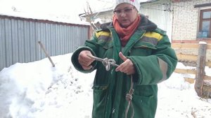 Что лучше козла стреножить или одеть на него фартук?