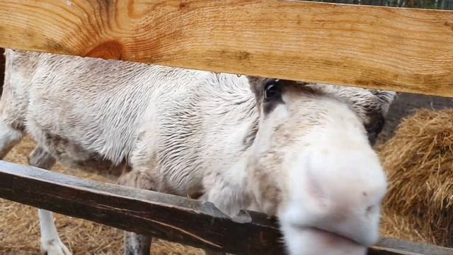 2021. Коприно. дачный клуб. в дождливый день смотреть онлайн