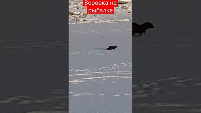 Черная воровка на рыбалке. Норка таскает рыбу