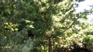Сосна мелкоцветная "Глаука" Pinus parviflora 'Glauca