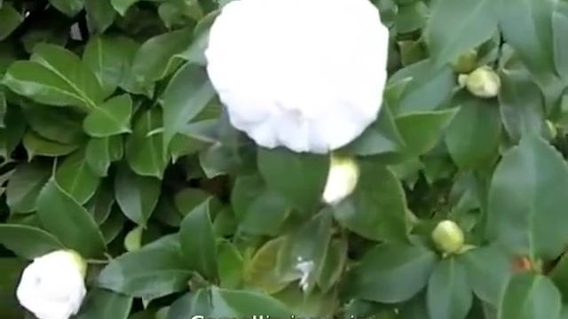 Camellia japonica смотреть онлайн