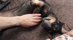 Лимфатический массаж собаке. Таксы.