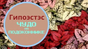 Чудо на подоконнике! Гипоэсэс-это просто!