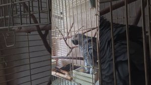 А зачем нужна поилка? Чтобы мыть лапы!