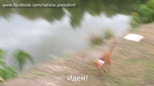 Прогулка с Мелоди. Гуляю с кошкой на поводке.