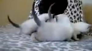 Сиамская кошка с котятами