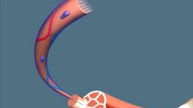 Строение мышц человека смотреть онлайн