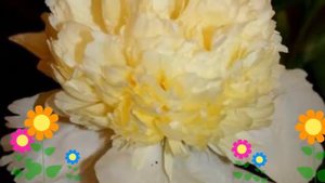 Пион молочноцветковый Laura Dessert. Краткий обзор, описание характеристик, где купить саженцы