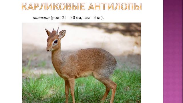 Животные тропических лесов. Африка география 8 кл смотреть онлайн