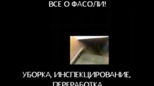 Уборка спаржевой фасоли комбайном, инспекционный стол и переработка фасоли