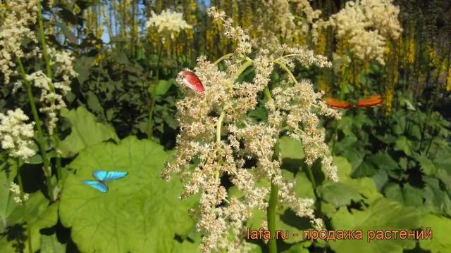 Роджерсия пластинчатая (rodgersia) ? пластинчатая роджерсия обзор: как сажать, рассада роджерсии смотреть онлайн