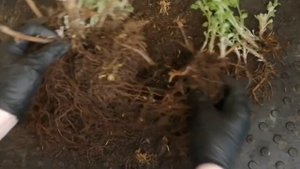 Черенкование мультифлоры весной. Деление куста.