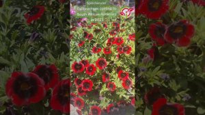 Spectacular Calibrachoa plants with pretty flowers coming to garden centers in South Africa in 2023