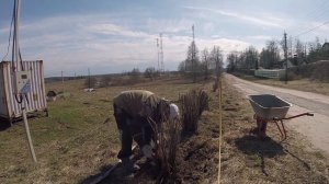 Деревня Соснино (живая изгородь, посадка вишни и смородины) (часть 7 из 7)