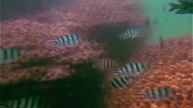 PERFECT DIVER Лучший Русский Дайвцентр в Паттайе! +66811524780 смотреть онлайн