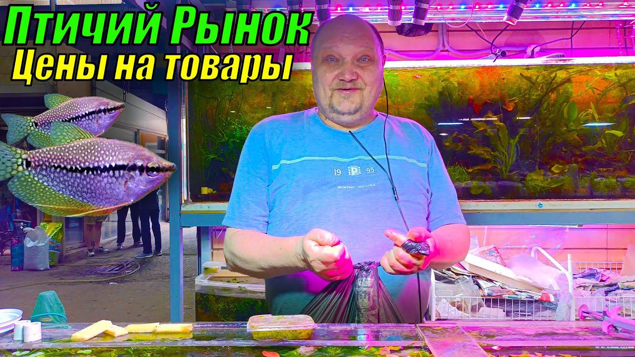 Птичий рынок Садовод летом 2022! Цены на рыбок и растения!