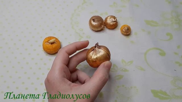 Сухая выгонка гладиолусов. Яровизация