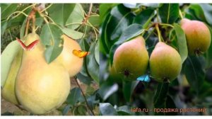 Груша обыкновенная Осенняя Яковлева - Чижовская ? обзор: как сажать, саженцы груши