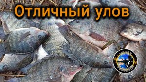 "Караси МОНСТРЫ" Очень сильная рыба