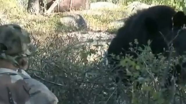 Медведь vs человек. Опасное видео! смотреть онлайн