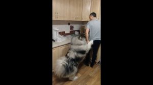 Аляскинский маламут ужинает
