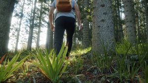 ЧТО ДЕЛАТЬ ЕСЛИ ЗАБЛУДИЛСЯ В ЛЕСУ?