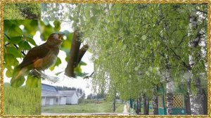 ,, Белые березки,трели соловья,,,  исп  Наталья Черепанова