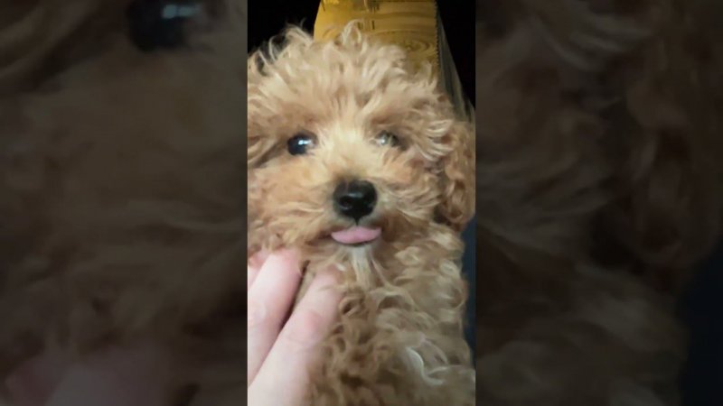 Малыш - Симба. Мальтипу ❤️ Забавные животные. He is cute! Maltipoo ❤️ Funny animals.