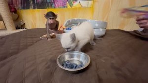 Ангелина кормит Степу и Маню ПРАВИЛЬНОЙ ПИЩЕЙ! Степашка так заметно вырос!!!