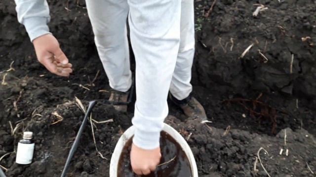 Осенняя посадка малины. смотреть онлайн