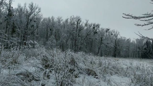 Зимняя сказка! В Калининград пришла зима! смотреть онлайн