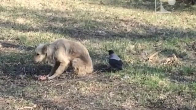 ворона пытается отобрать еду у собаки смотреть онлайн