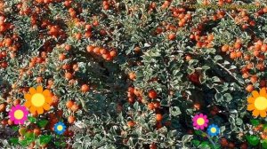 Кизильник горизонтальный Боер. Краткий обзор, описание cotoneaster horizontalis boer Boer