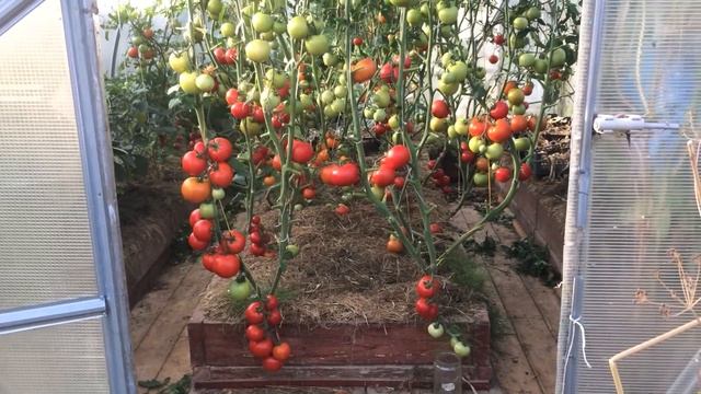 Природное земледелие на практике  РЕЗУЛЬТАТЫ