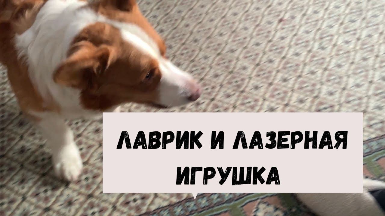 Лаврик и лазерная игрушка