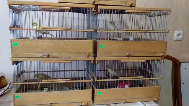 Кенар №204 сразу после самки рядом со своими сыновьями смотреть онлайн