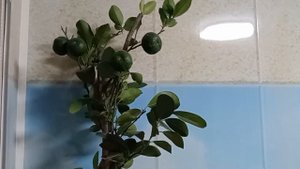 Лиметта «Пурша» ? Описание сорта (С. limetta «Pursha») Сладкий лимон, лайм/ Цитрусовый Рай МариАны