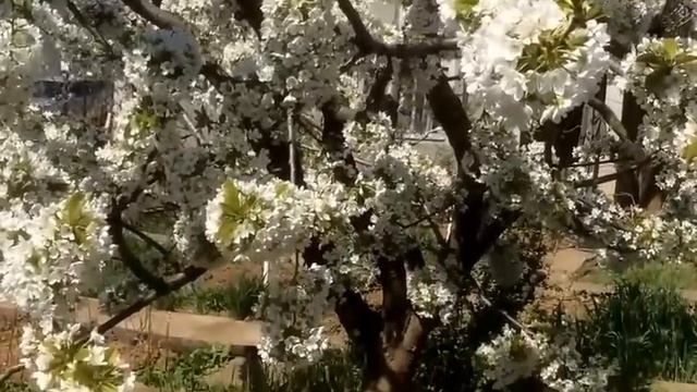 ЧЕРЕШНЯ весной| ВРЕДИТЕЛИ ЧЕРЕШНИ| Органическое земледелие смотреть онлайн