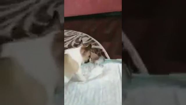 французский бульдог против попугая: кровавое месиво))) смотреть онлайн