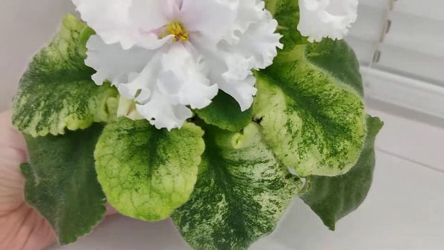 Фиалка ЕК-Модный Кутюрье смотреть онлайн