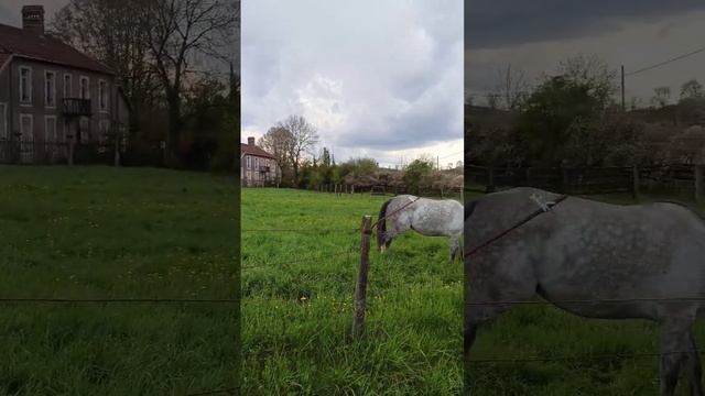 ?Маленький жеребёнок  смотрит в камеру, а большая лошадь мама кушает травку ?? Little horse iand mo