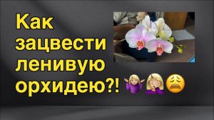 Стимуляция на цветение орхидей-тугодумов!